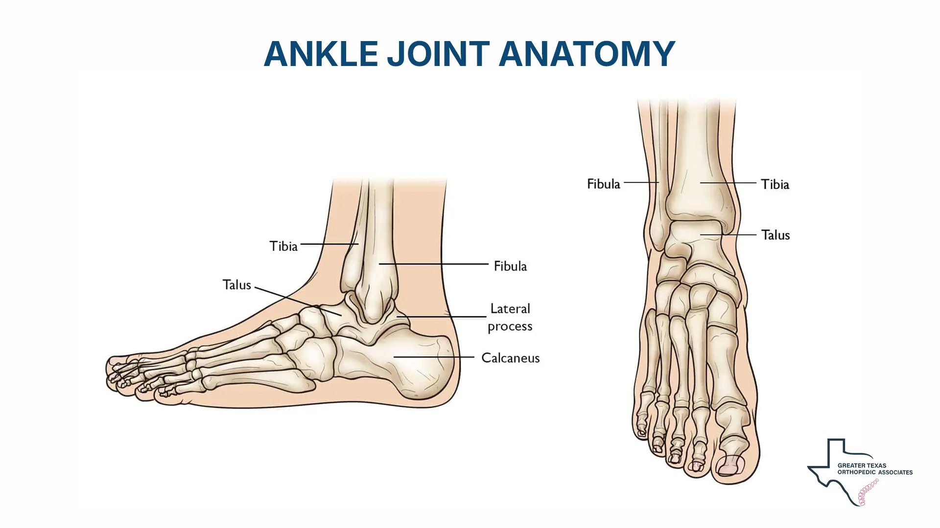 Mechanics of the Ankle Joint